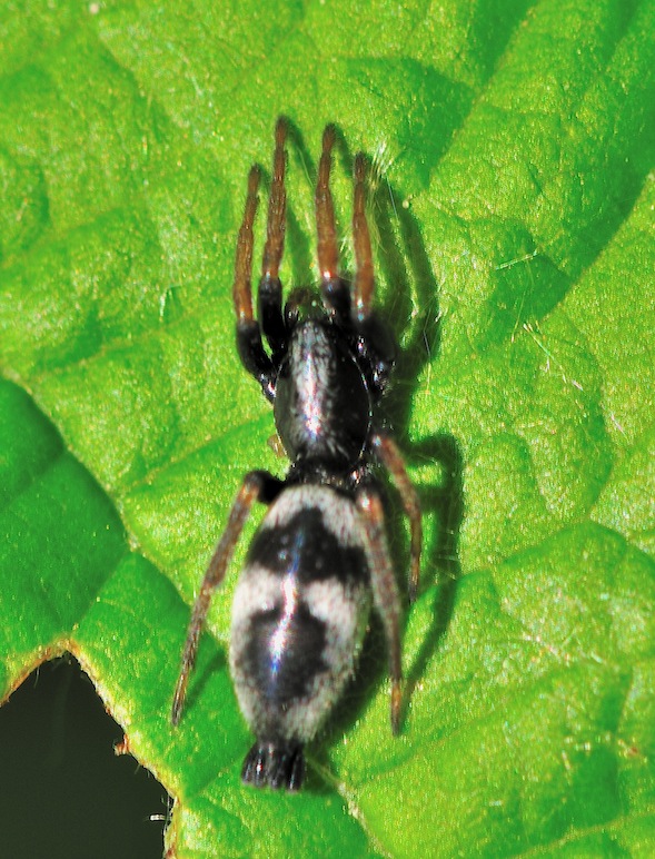 Aphantaulax sp. (Gnaphosidae)